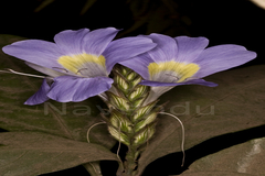 Barleria courtallica